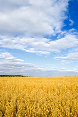 Fototapeta premium autumn