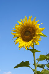 Yellow beautiful sunflower