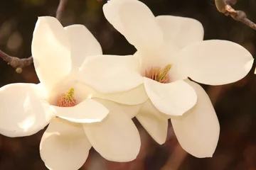 Zelfklevend Fotobehang White magnolia flowers © HolidayVisionStudio