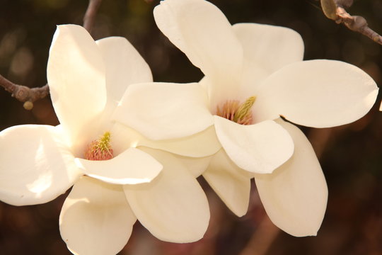 Fototapeta White magnolia flowers