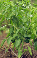 A capsicum (pepper) plant with flowers and fruits