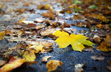 Yellow leaf on pavement
