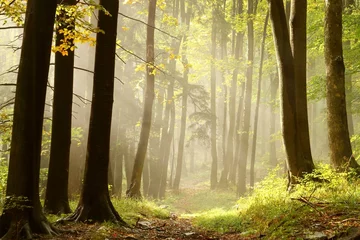 Foto op Plexiglas Herfst bospad dat leidt naar de top van de berg © Aniszewski