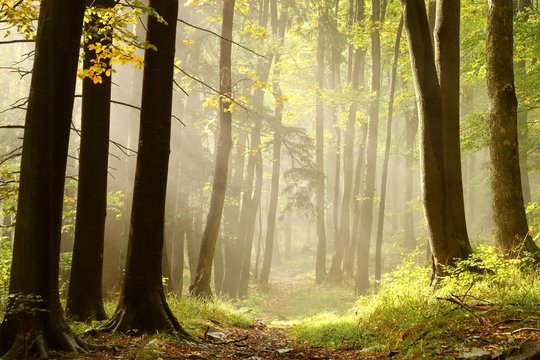 Autumn forest path leading to the top of the mountain