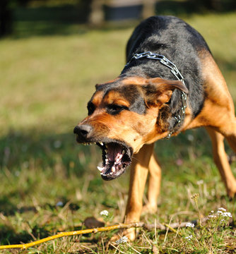 Angry Dog With Bared Teeth