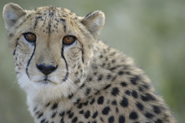 Gepard (Acinonyx jubatus) © Eric