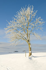 Fototapeta na wymiar Winterbäume_1