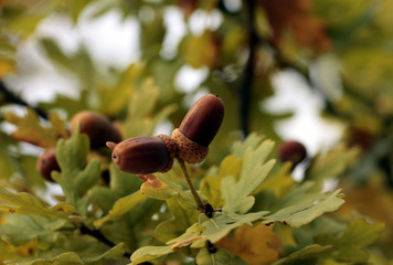 Eicheln mit Blatt