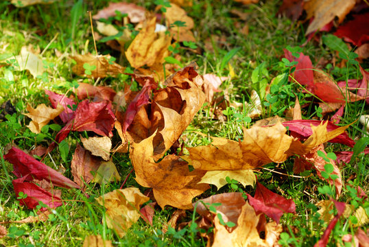 Autumn leaf