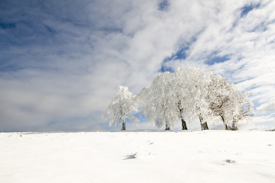Winterbäume_6