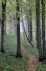  Autumn mist in forest © Severas