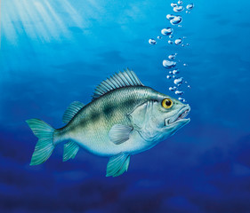 Obraz na płótnie Canvas Fisch