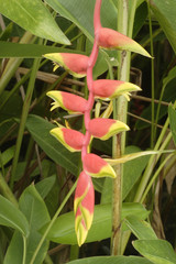 Orchid,Erawan Nationalpark,Thailand,