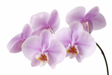 Obraz na płótnie Canvas lila orchids