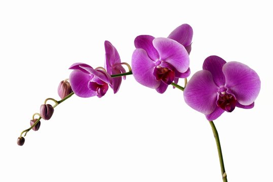 purple orchid flowers