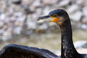 Kormoran