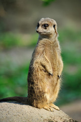 cute meerkat