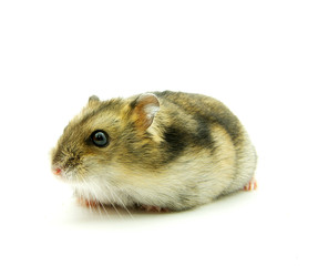 hamster