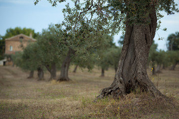 albero d'ulivo