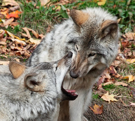 Gray Wolf Looking Inside Another Wolf's Mouth