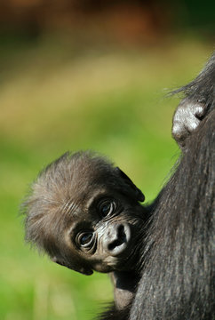 Cute Baby Gorilla