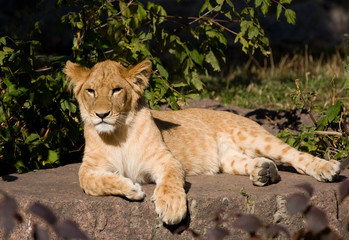 beautiful young lion