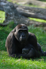 female gorilla