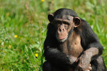 cute chimpanzee