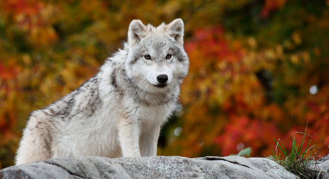 Fototapeta Young Arctic Wolf Looking at the Camera on a Fall Day