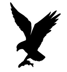 drawing of the ravenous bird on white background