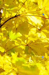 beautiful background from maple leaves