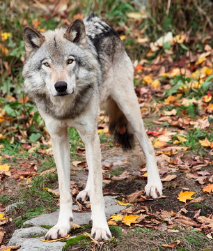 Fototapeta Gray Wolf Looking at the Camera on a Fall Day