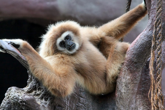 Gibbon (Hylobates Lar)