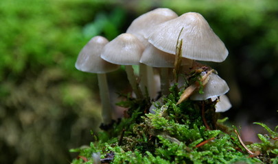 Champignons