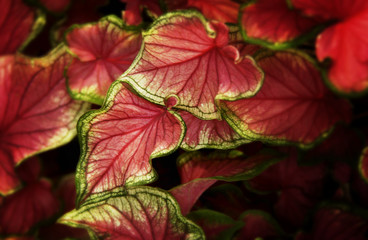 Coleus plant