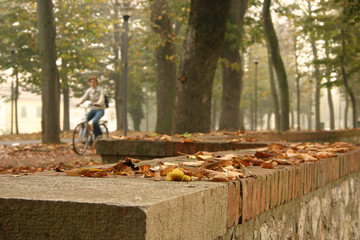 viale alberato - Pisa - Toscana