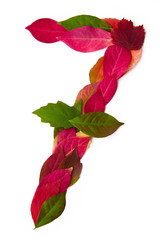 Fototapeta premium Blätterzahl 7