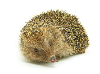 hedgehog