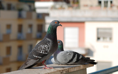 coppia piccioni