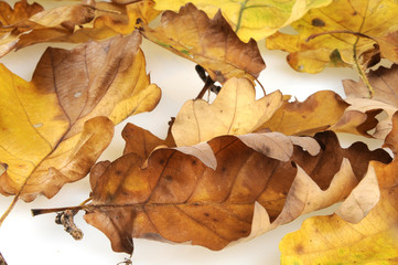 herbst herbstlaub eichenlaub eichenblätter laub