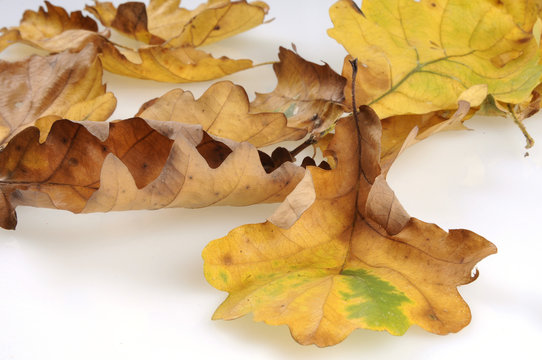 herbst herbstlaub eichenlaub eichenbl&auml;tter laubbaum