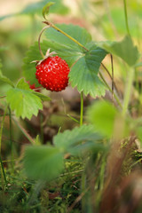 Wild strawberry