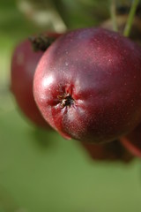 Apfel