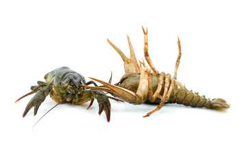 Two live crayfishes isolated on the white background