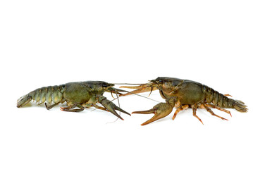 Two live crayfishes isolated on the white background
