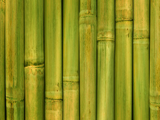 Obraz premium Bamboo stalks