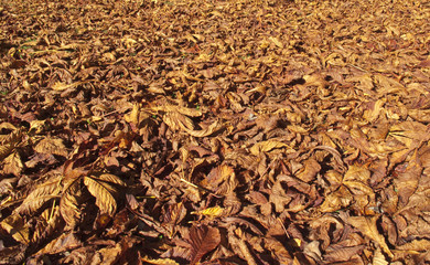 autumn leaves