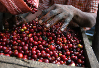 Coffee beans - Guatemala