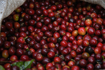 Coffee beans - Guatemala