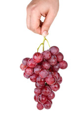 Hand holding bunch of pink grapes